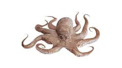 cuttlefish weight sorter