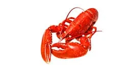 lobster weight sorter