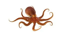 octopus weight sorting