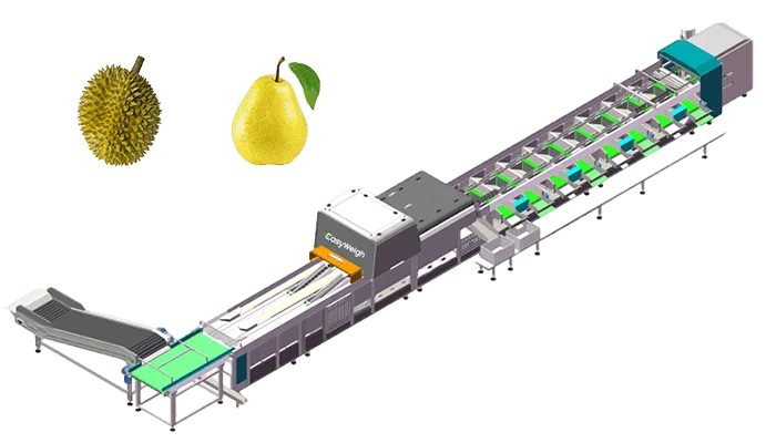 optical sorting machine for large size