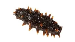 sea cucumber weight sorting