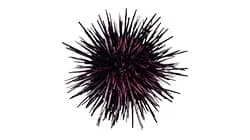 sea urchin weight grader