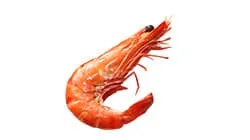 shrimp weight sorting