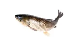 whole fish weight grader