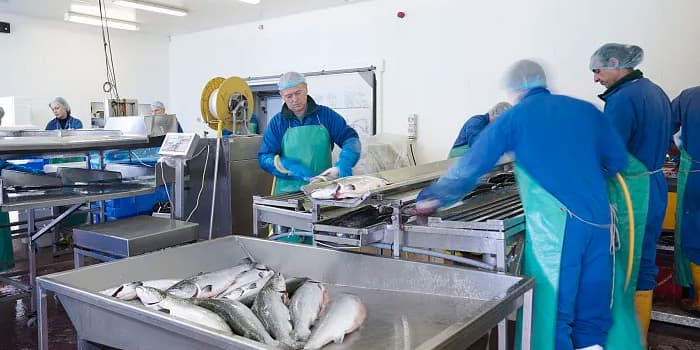 Fish Industrial Solution | Weight Sorting Machine | Easyweigh