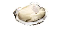 oysters weight sorting
