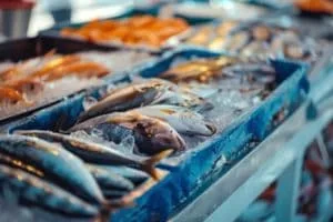 automated fish sorting system