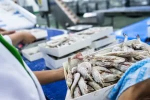 automated seafood sorting system