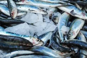 fish sorting machine processing