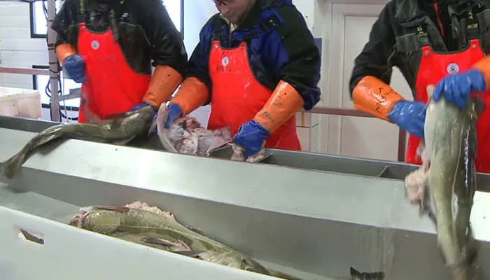 easyweigh fish sorting weight solutions