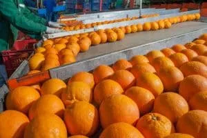 fruit sorting machine automation