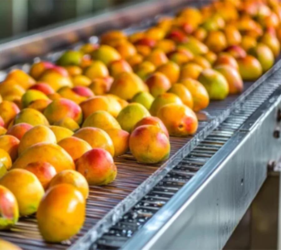 fruits infeed processing