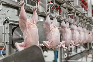 meat poultry sorting machine automation