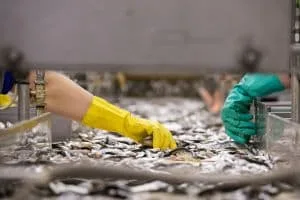 seafood processing sorting technology