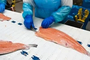 seafood sorting machine automation