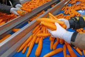 vegetable processing sorting technology