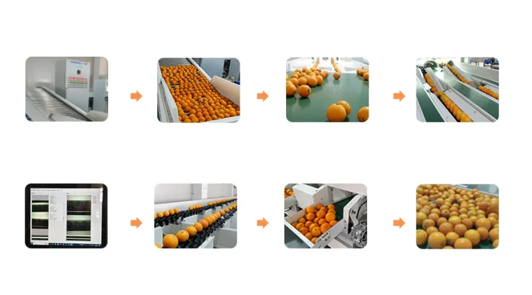how does sorting machine work
