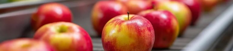 6 key specs to evaluate before buying an automated fruit sorting machine